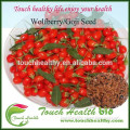 Touchhealthy supply hot sale fresh goji berries seeds